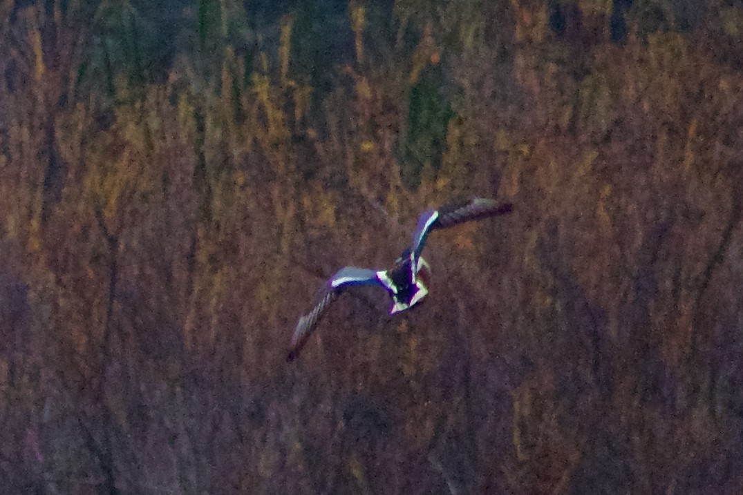 Northern Shoveler - ML645977018