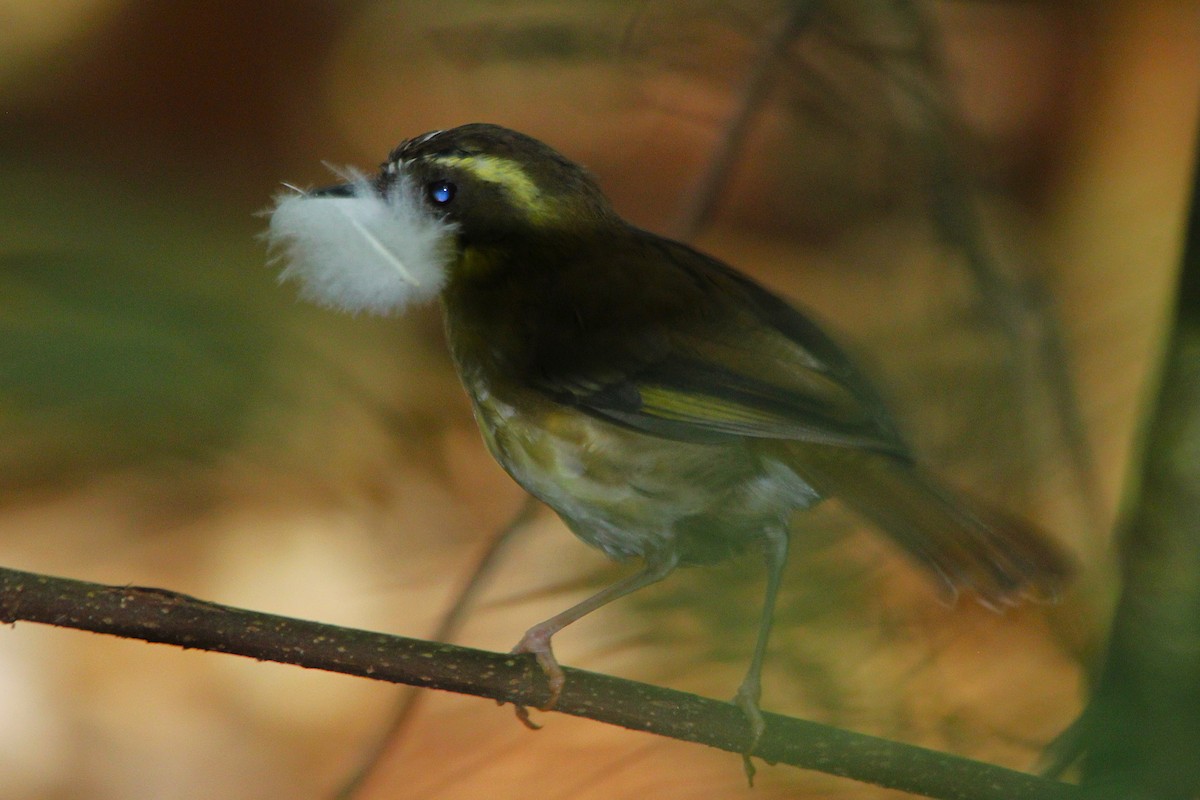 Yellow-throated Scrubwren - ML645977019