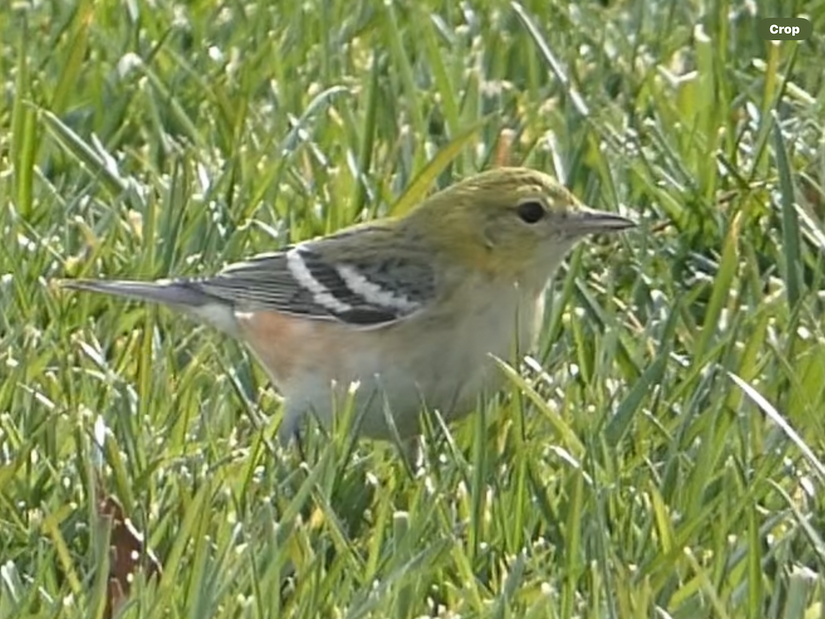 Bay-breasted Warbler - ML645977020