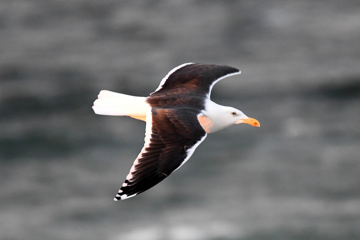 Great Black-backed Gull - ML645977022