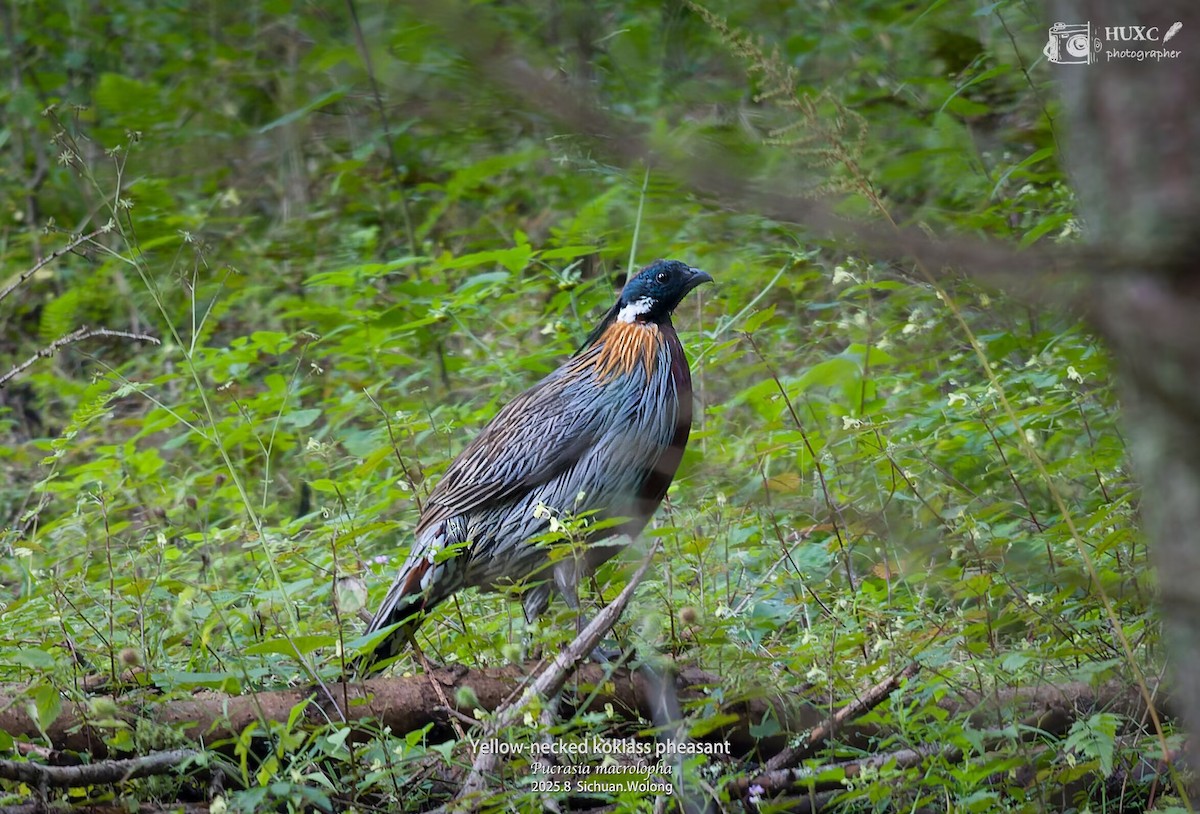 bažant chocholatý - ML645977023
