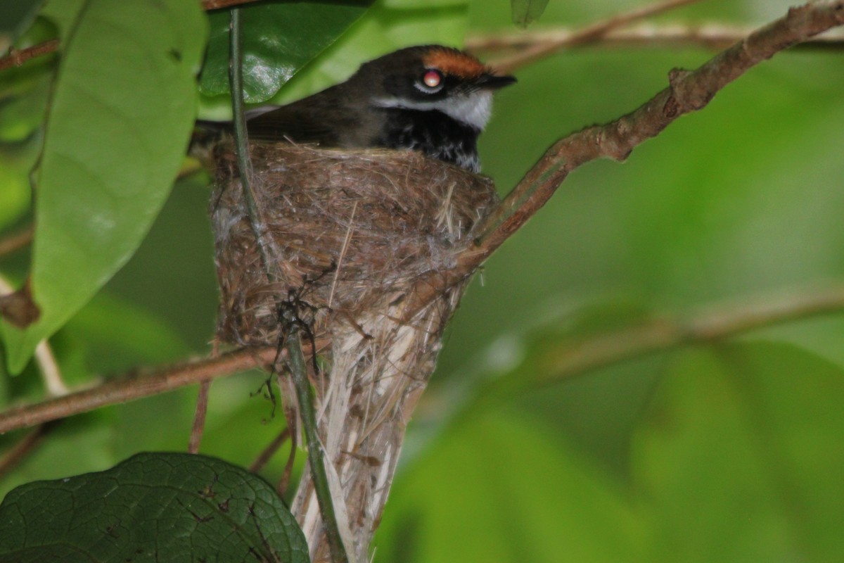 Australian Rufous Fantail - ML645977024