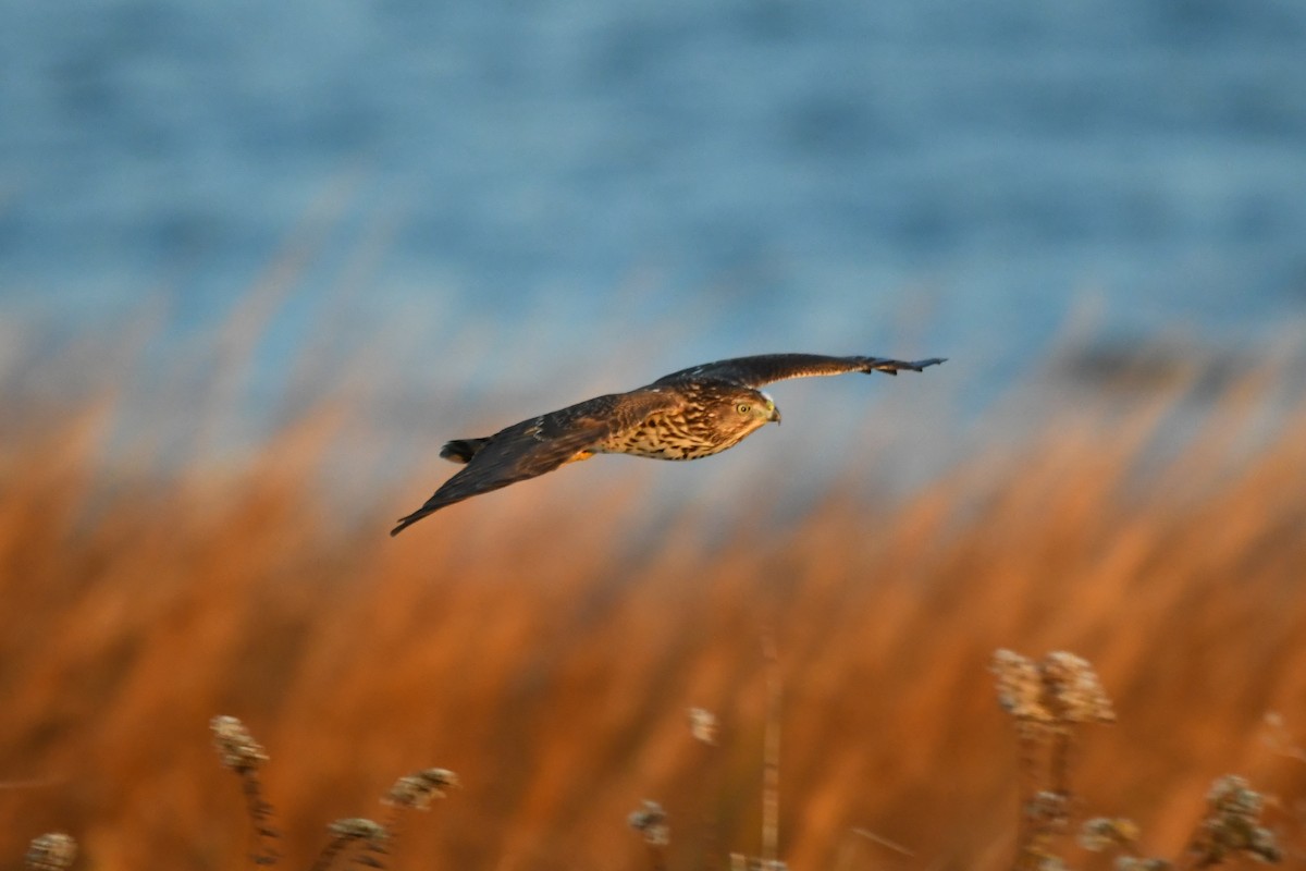 Cooper's Hawk - ML645977025
