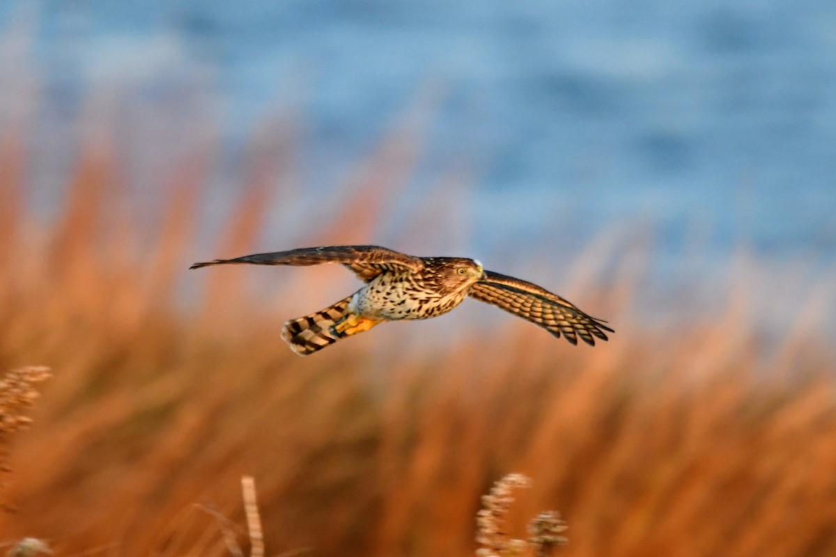 Cooper's Hawk - ML645977026