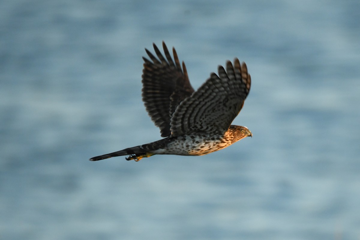 Cooper's Hawk - ML645977027