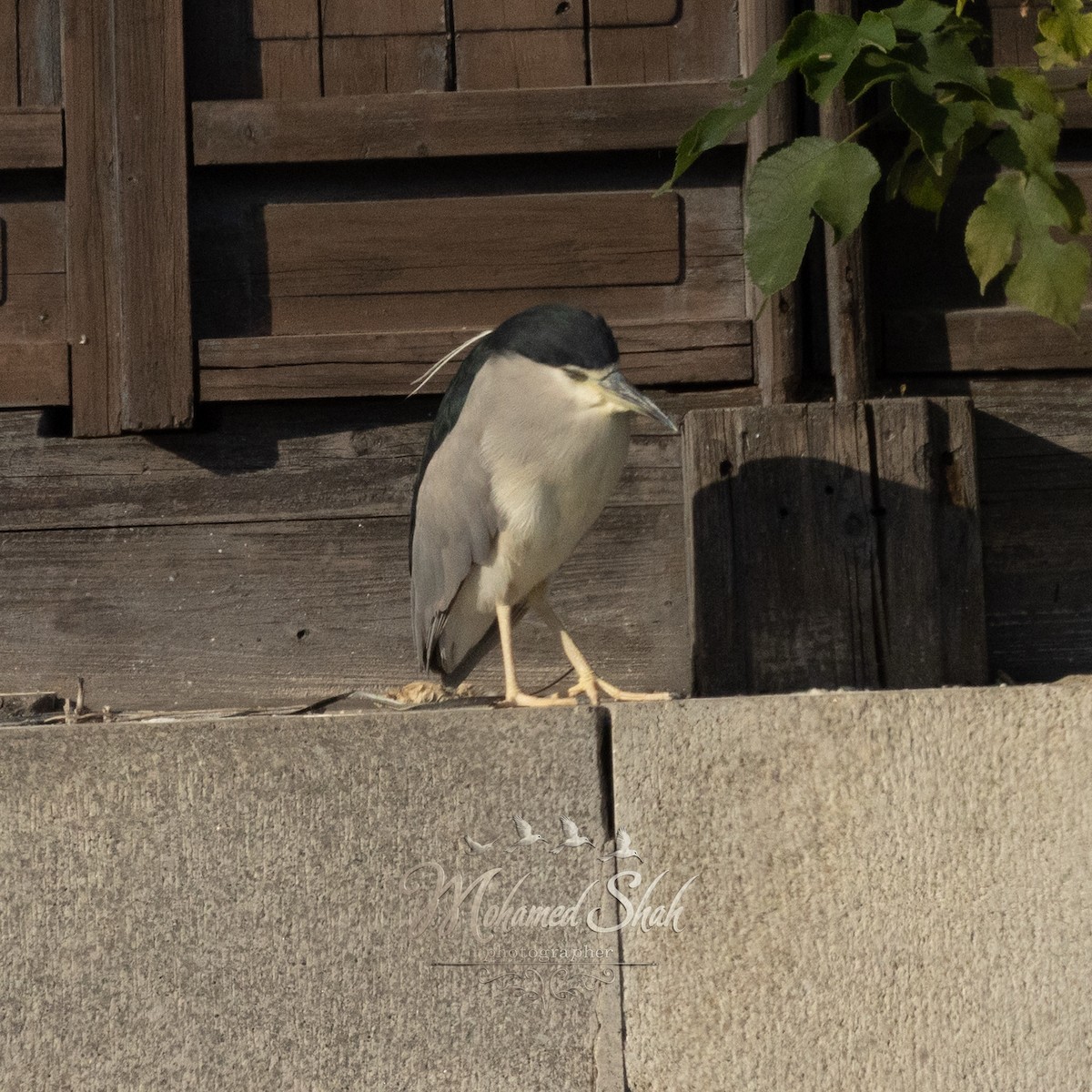 Black-crowned Night Heron - ML645977033
