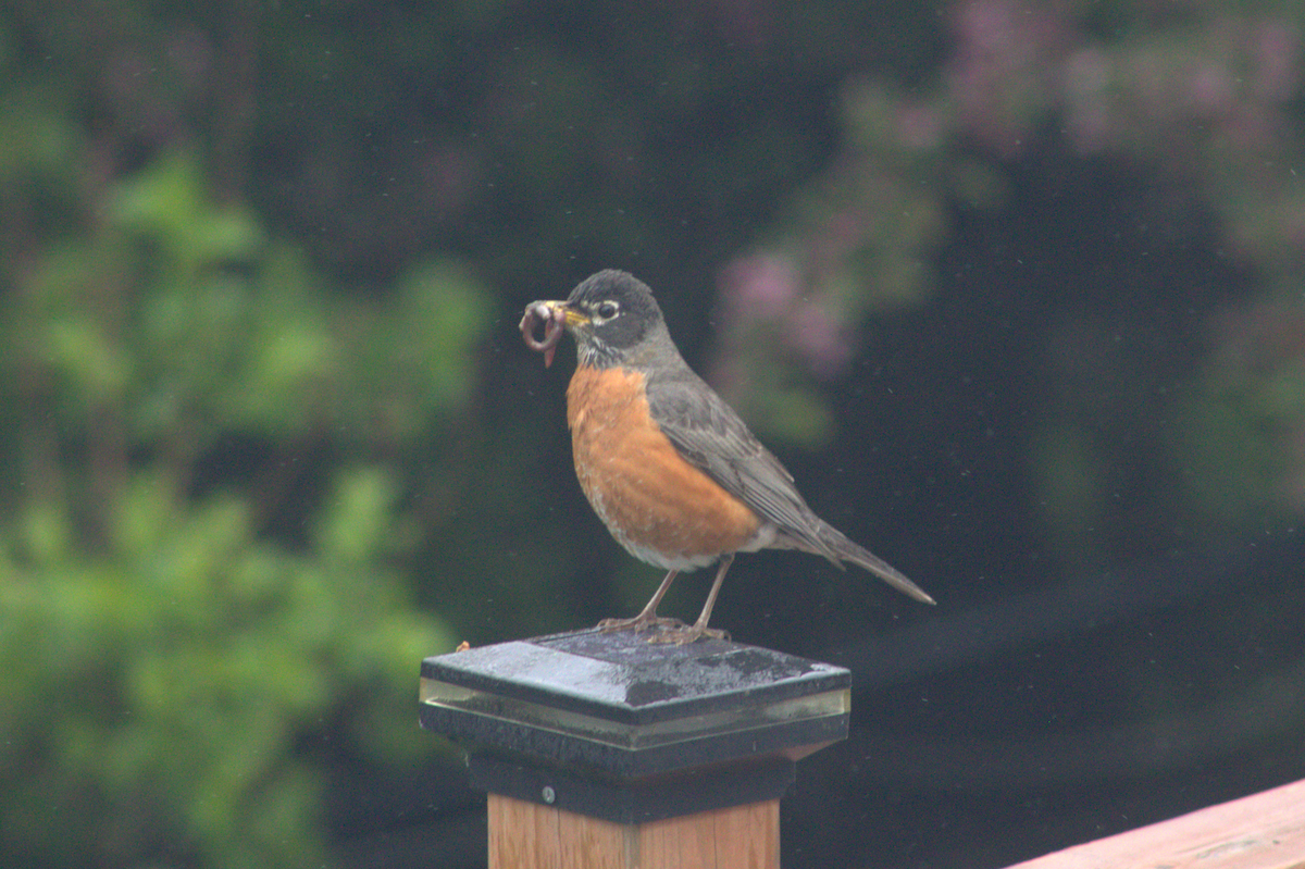 American Robin - ML645977035