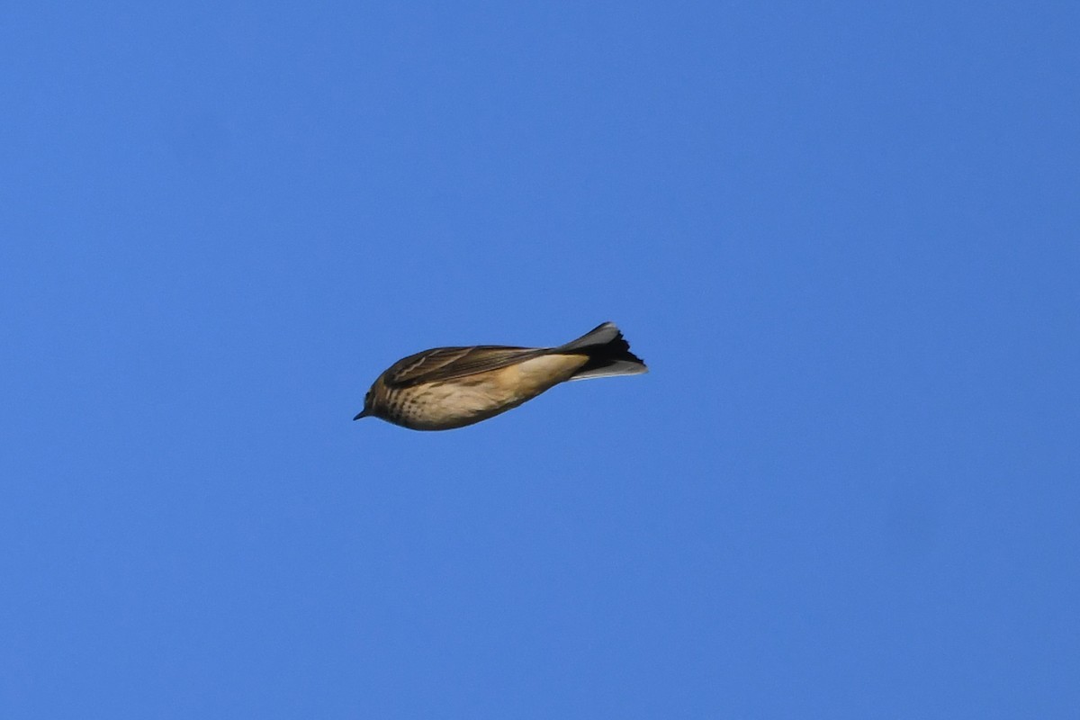 American Pipit - ML645977037