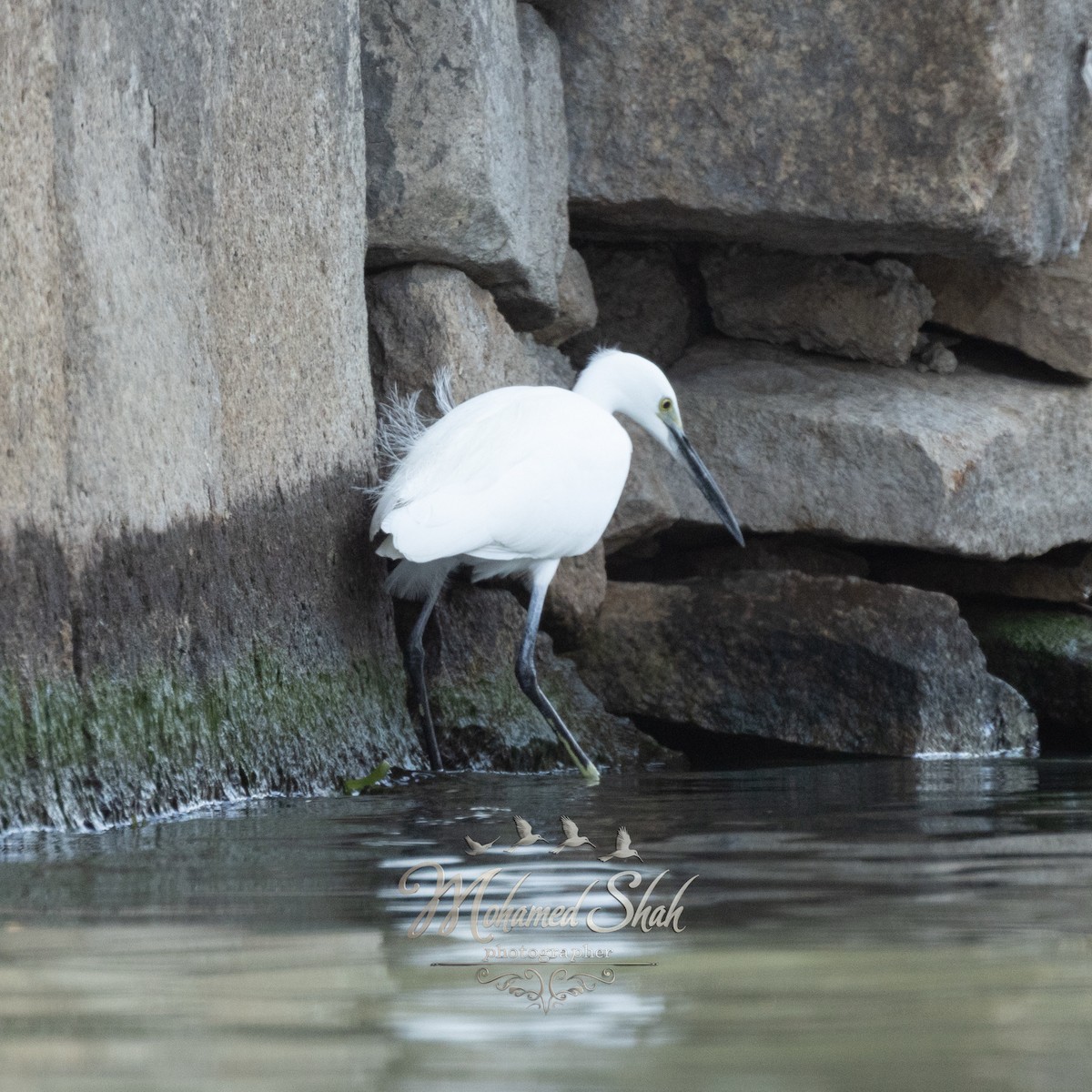 Little Egret - ML645977038