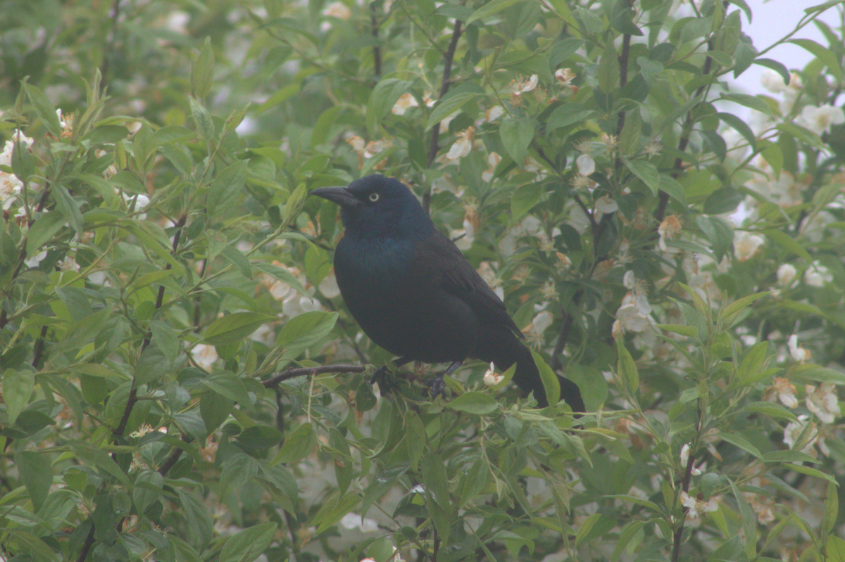 Common Grackle - ML645977039