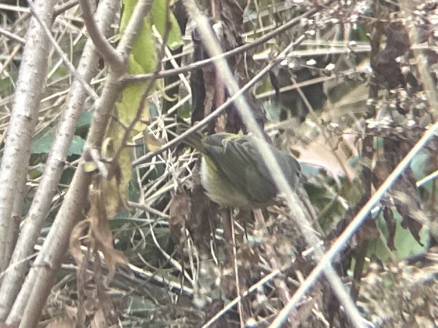 Orange-crowned Warbler - ML645977040