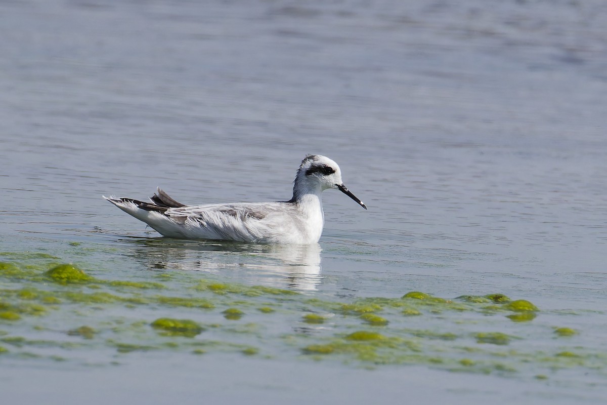 Red-necked Phalarope - ML645977041