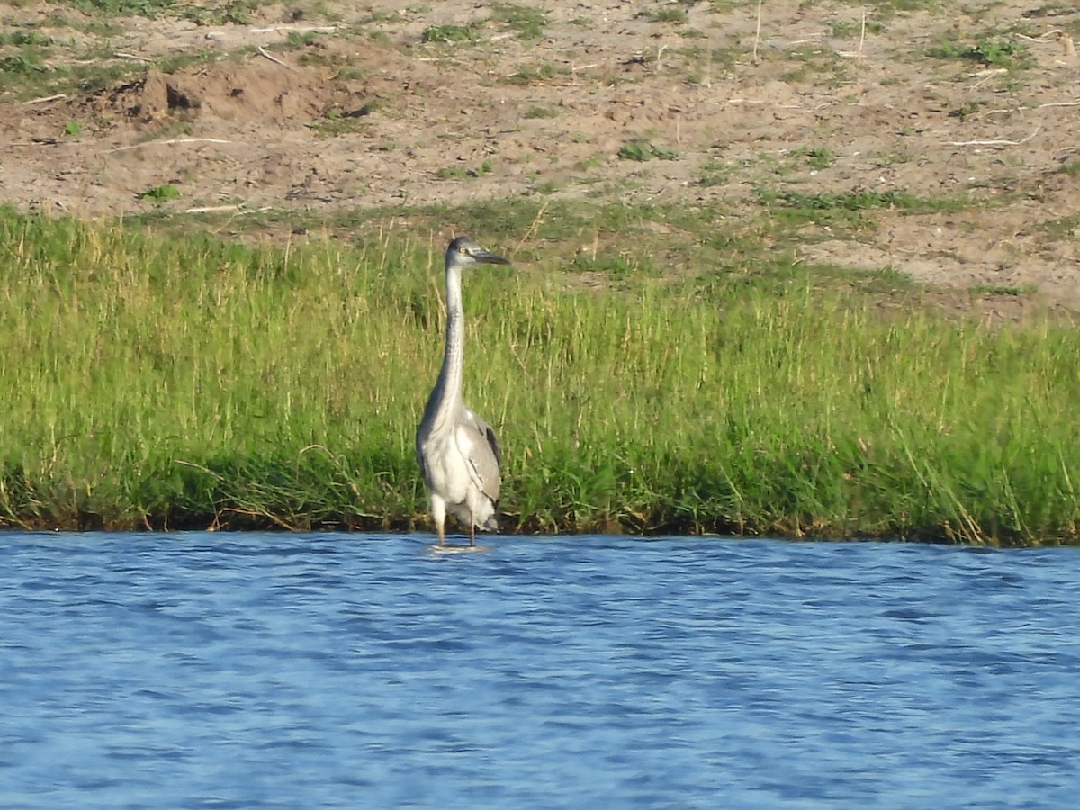 Gray Heron - ML645977042