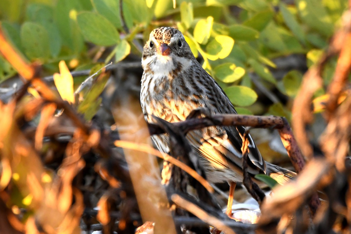 Savannah Sparrow (Ipswich) - ML645977043
