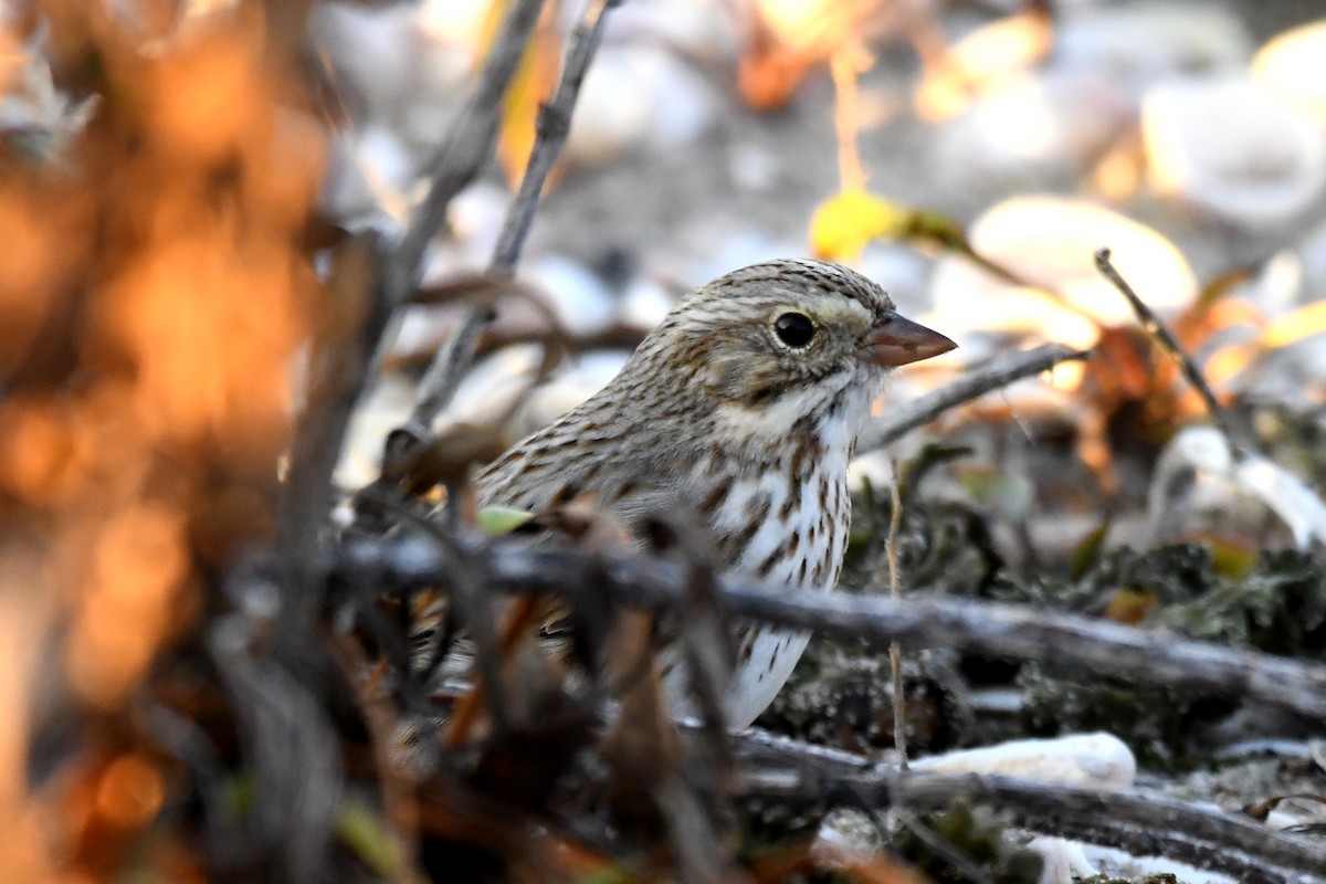 Savannah Sparrow (Ipswich) - ML645977044