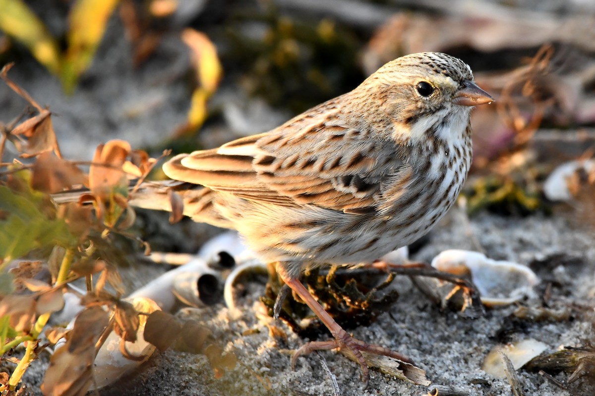Savannah Sparrow (Ipswich) - ML645977045