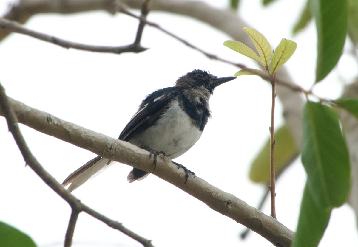 Oriental Magpie-Robin - ML645977046