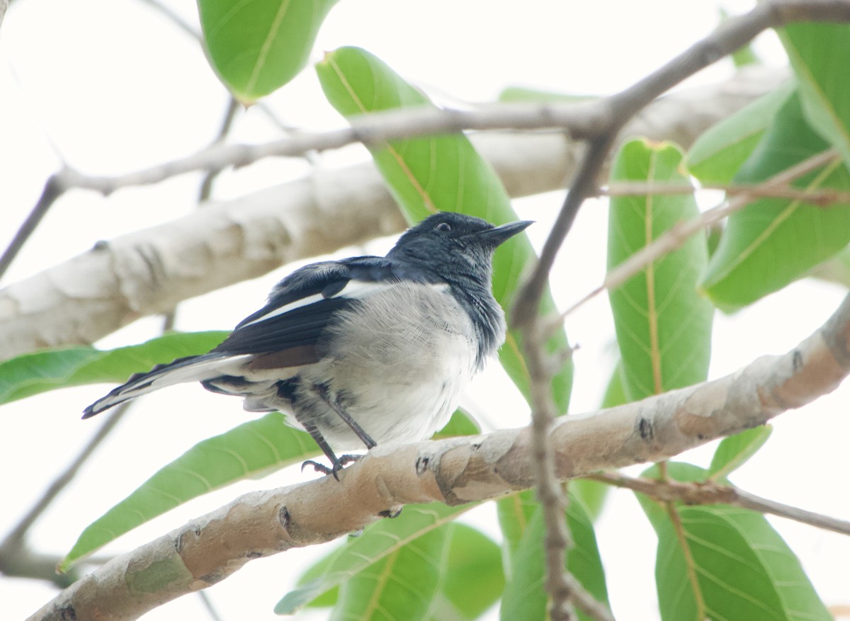 Oriental Magpie-Robin - ML645977047