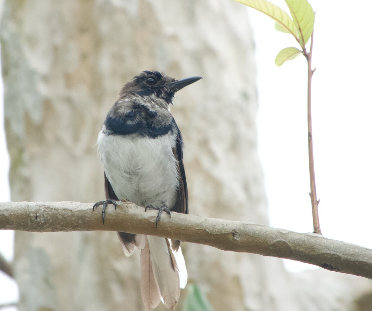 Oriental Magpie-Robin - ML645977048