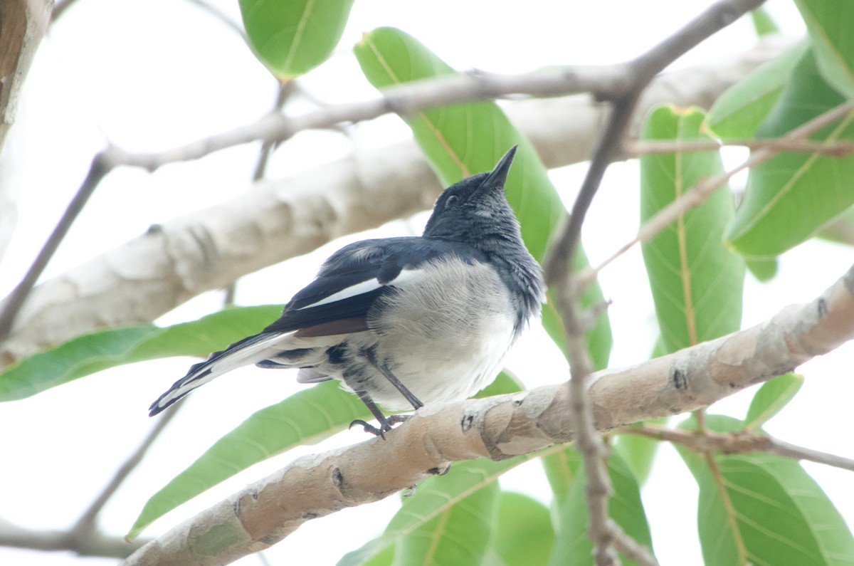 Oriental Magpie-Robin - ML645977049