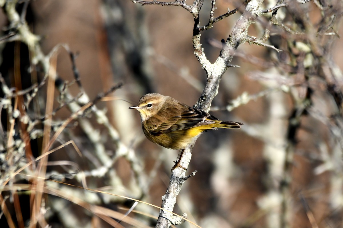 Palm Warbler - ML645977050