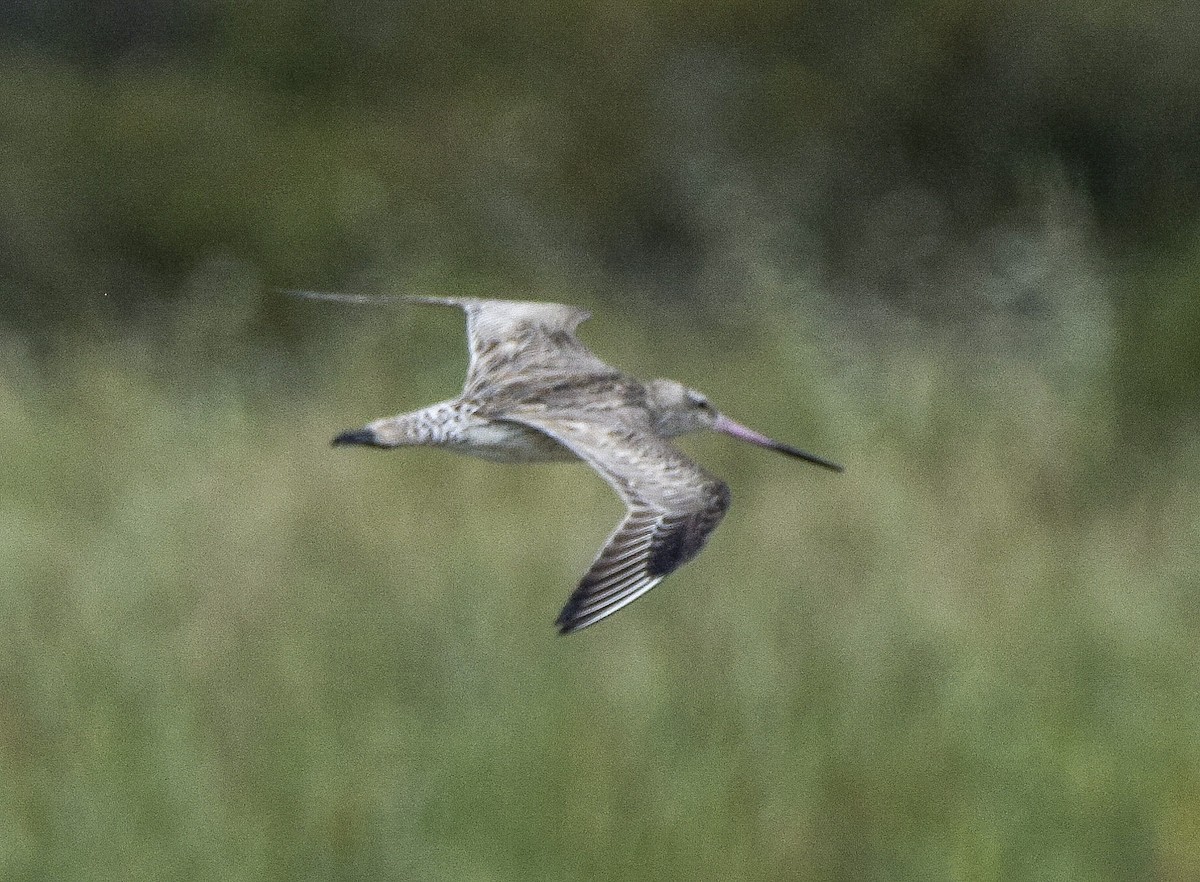 Bar-tailed Godwit - ML645977051