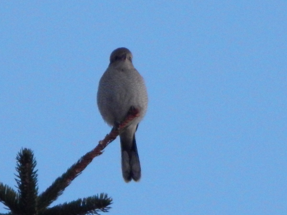 Northern Shrike - ML645977053