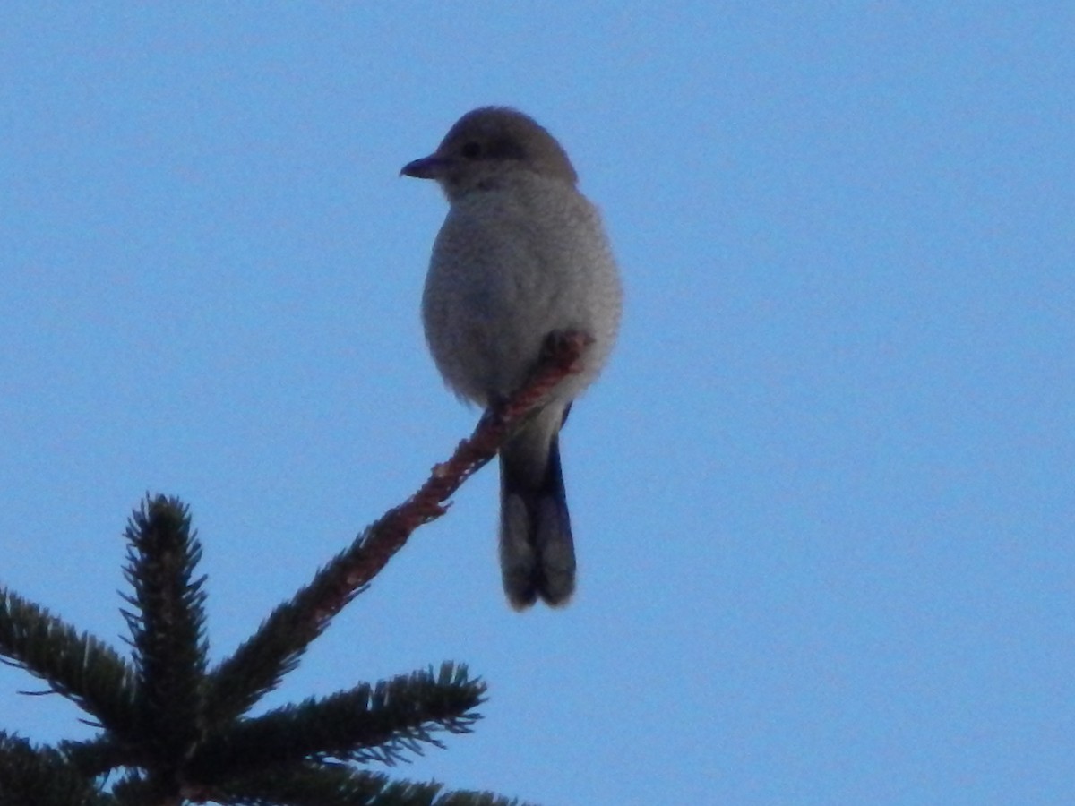 Northern Shrike - ML645977054