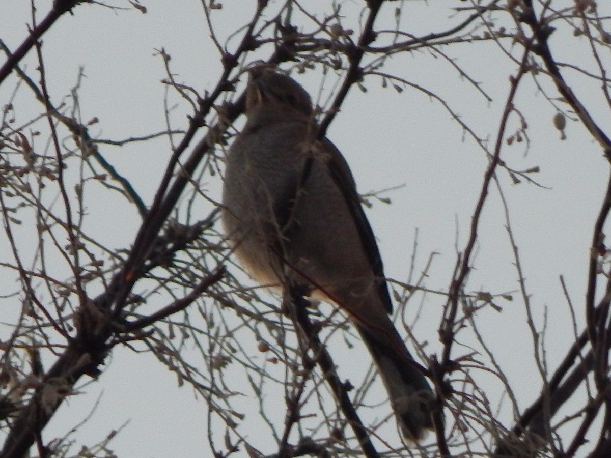 Northern Shrike - ML645977055