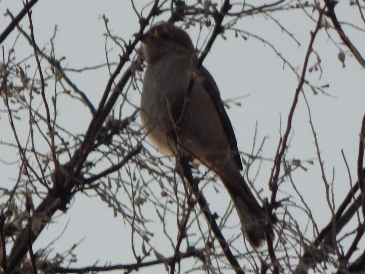Northern Shrike - ML645977056