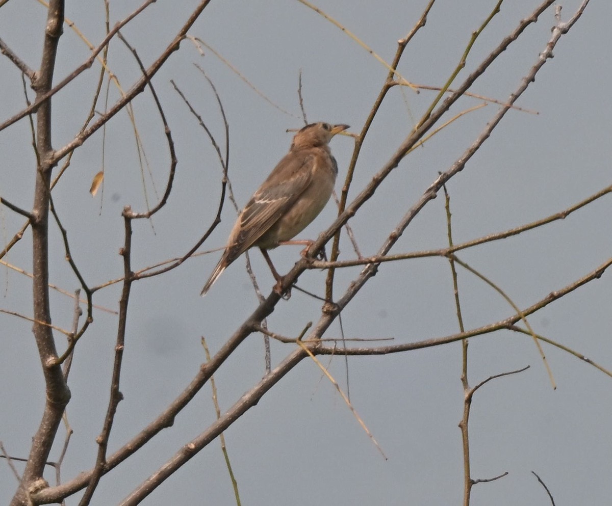 Rosy Starling - ML645977057