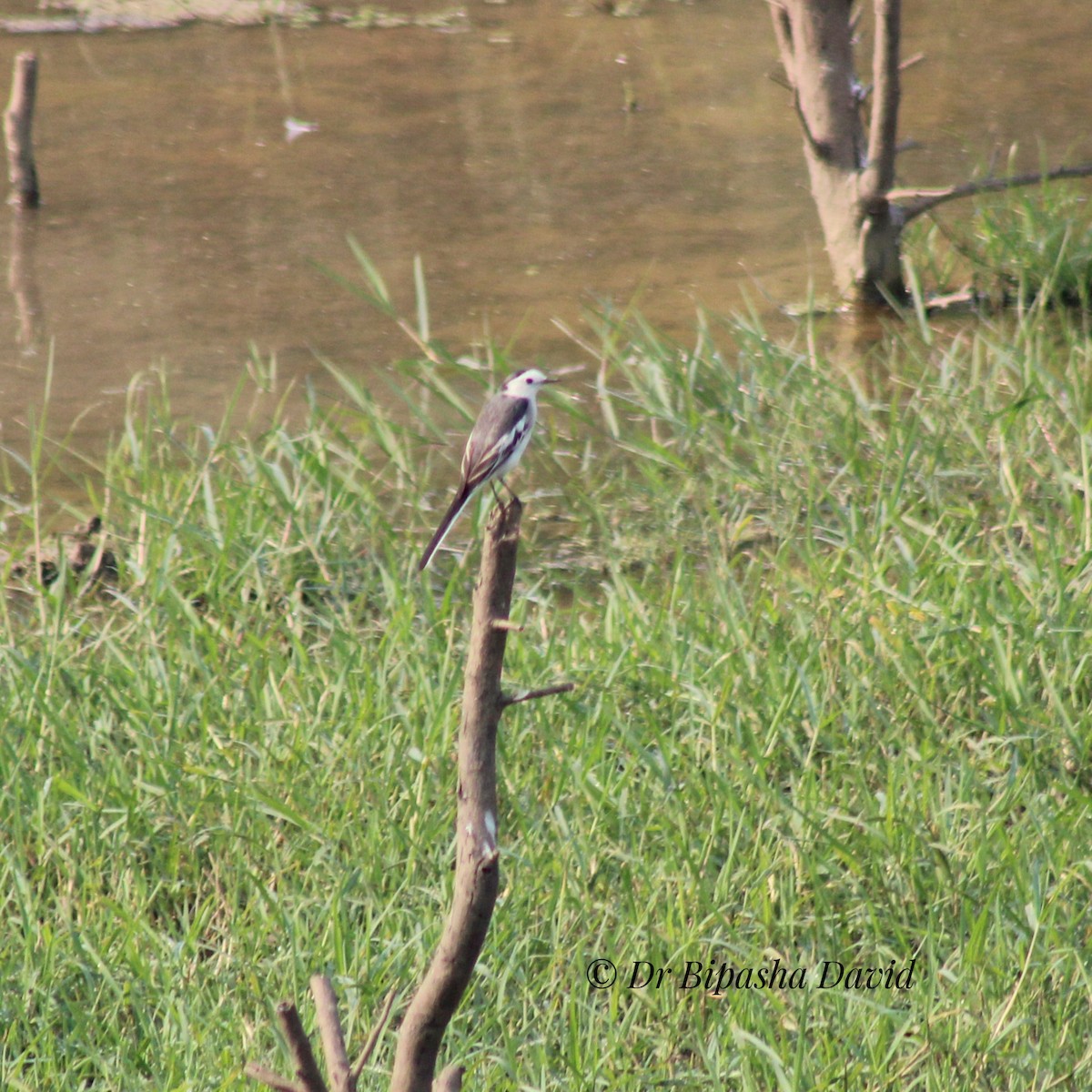 White-browed Wagtail - ML645977058