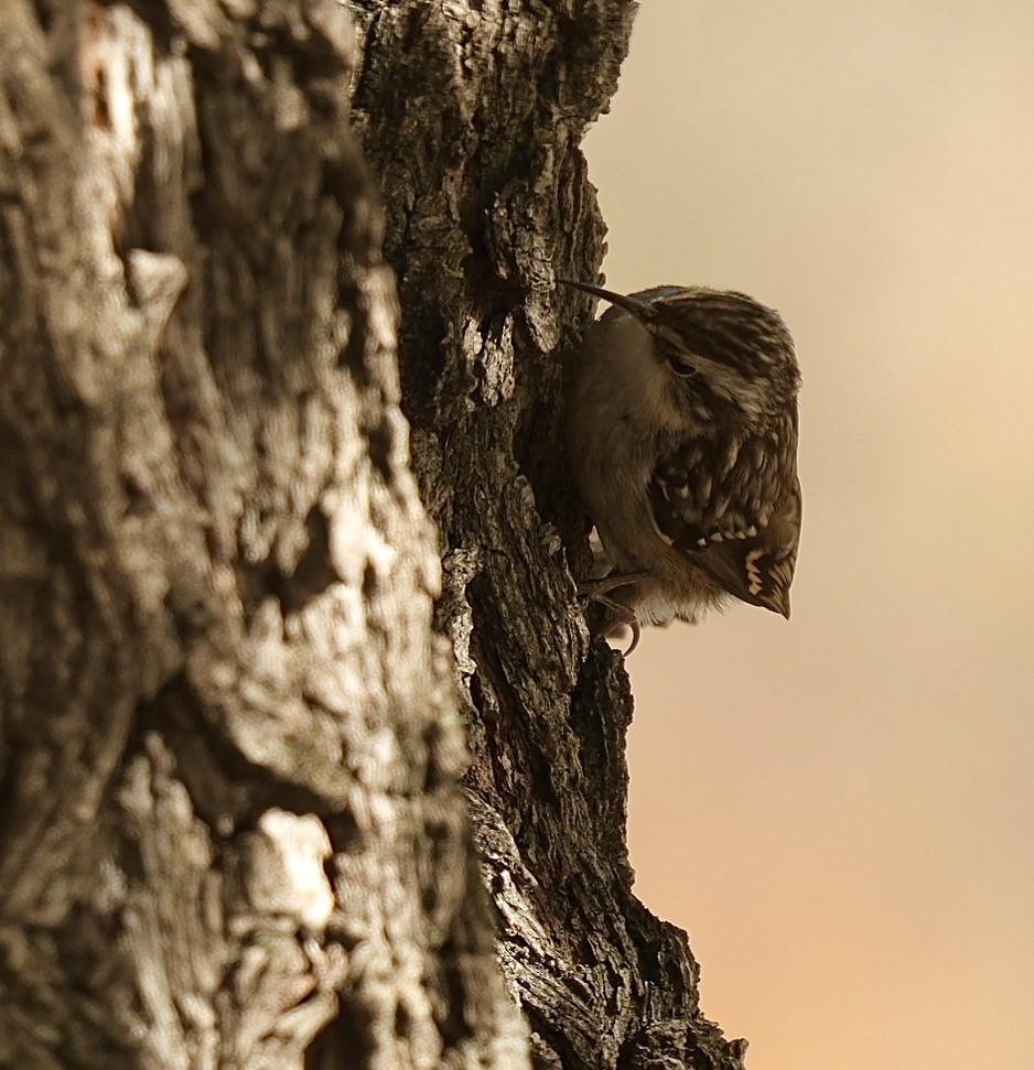 Short-toed Treecreeper - ML645977059