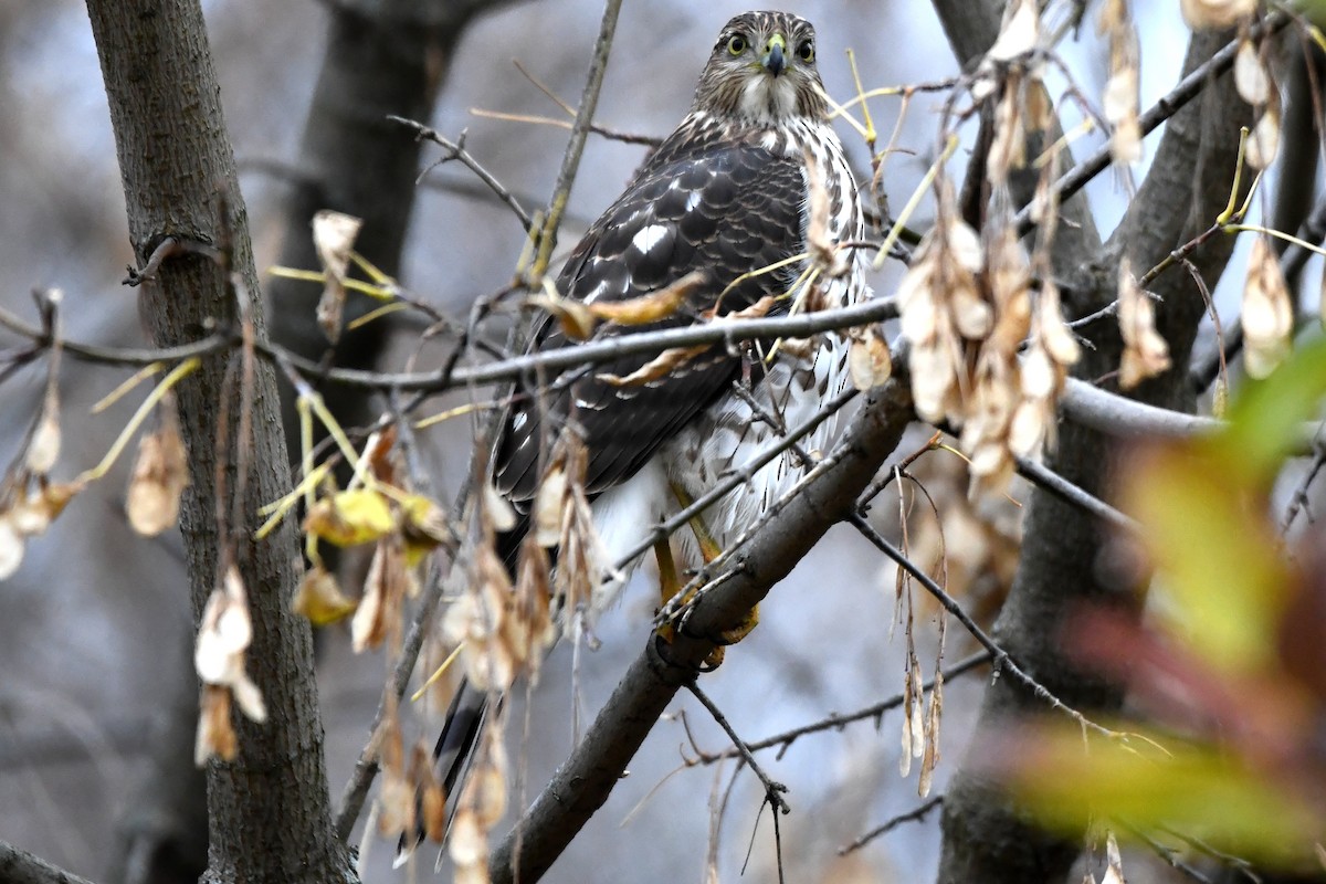 Cooper's Hawk - ML645977063