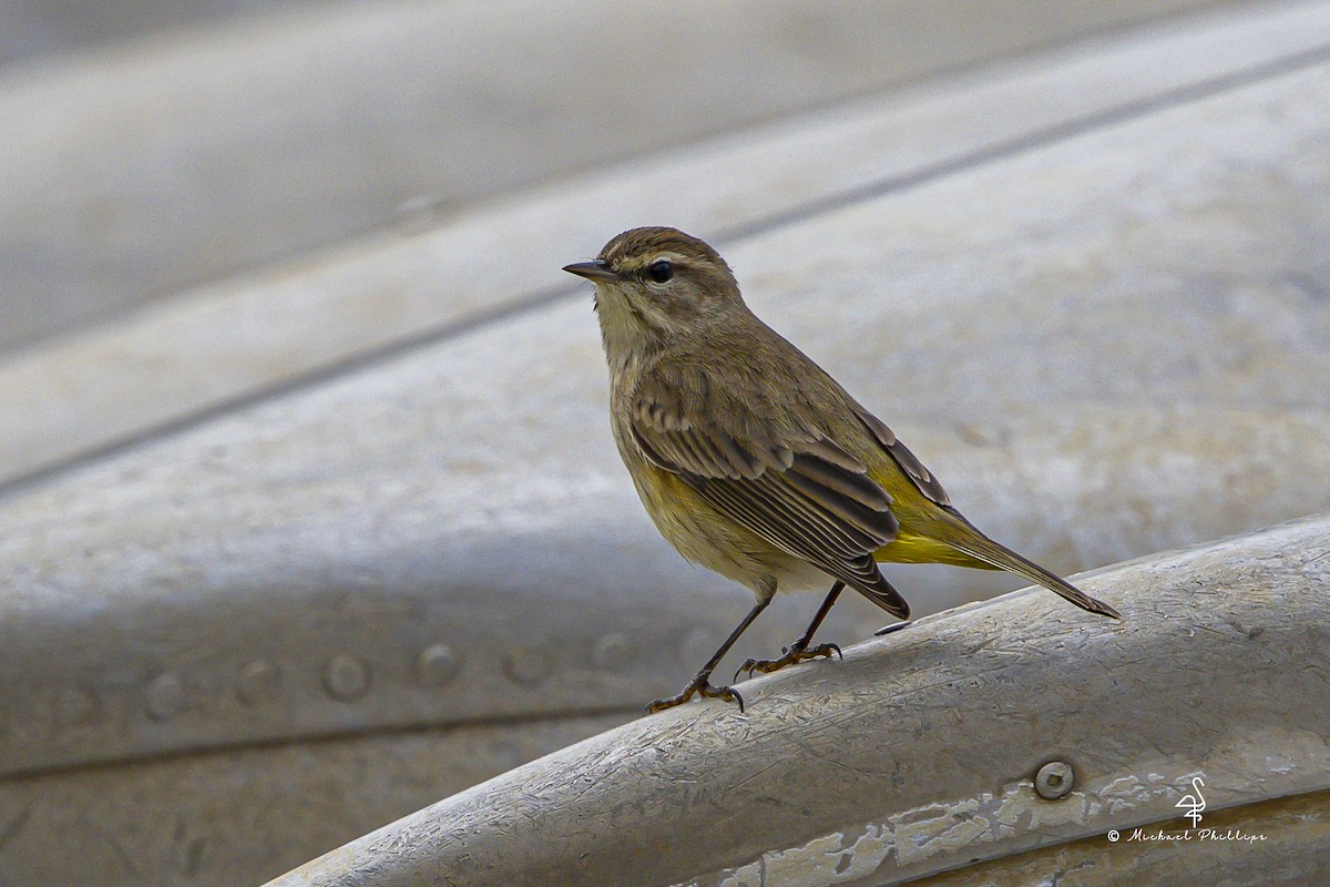 Palm Warbler - ML645977064