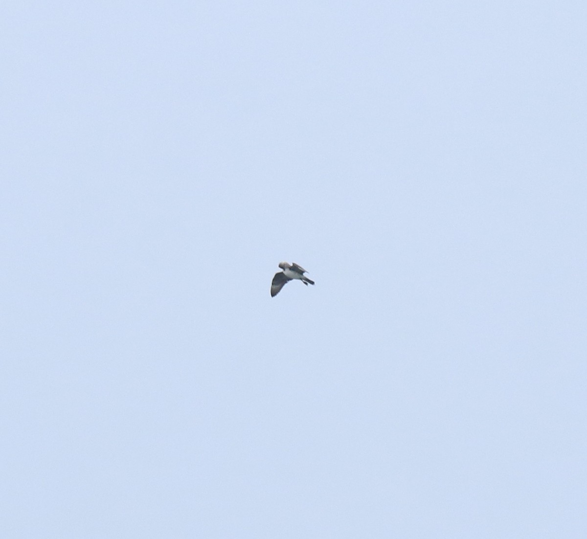 Parasitic Jaeger - ML645977081