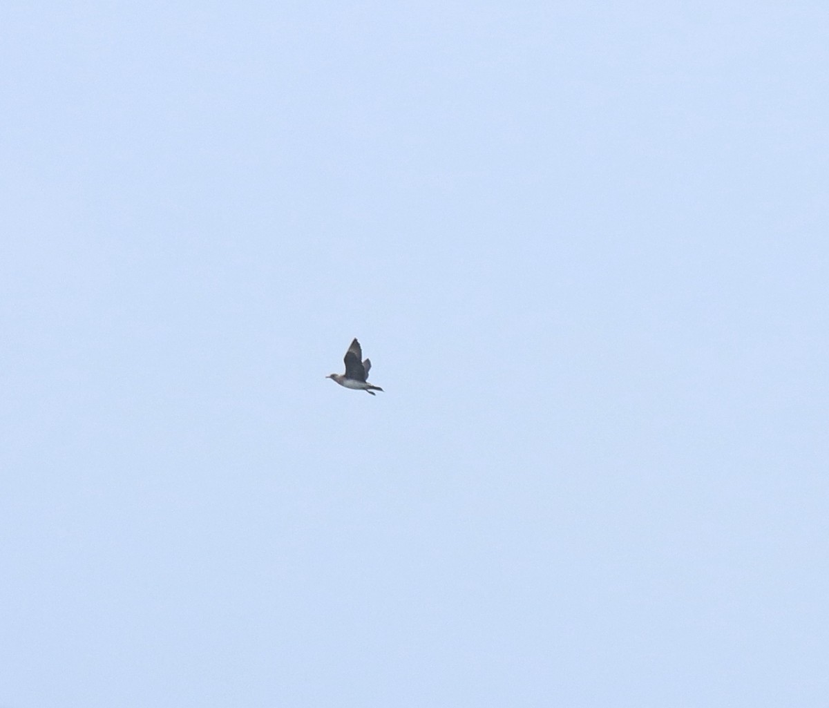 Parasitic Jaeger - ML645977082