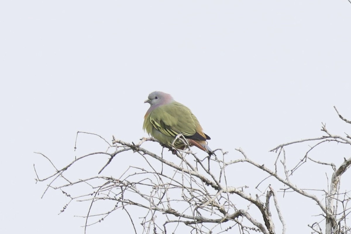 Pink-necked Green-Pigeon - ML645977084