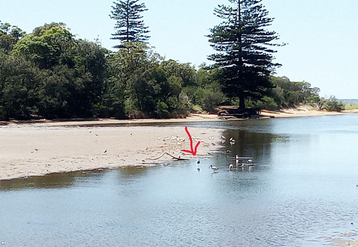 Mignattaio - ML645977085