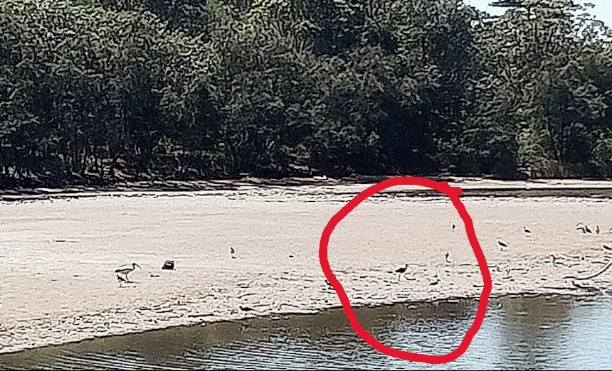 Mignattaio - ML645977086