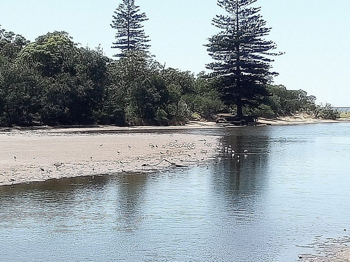 Mignattaio - ML645977087