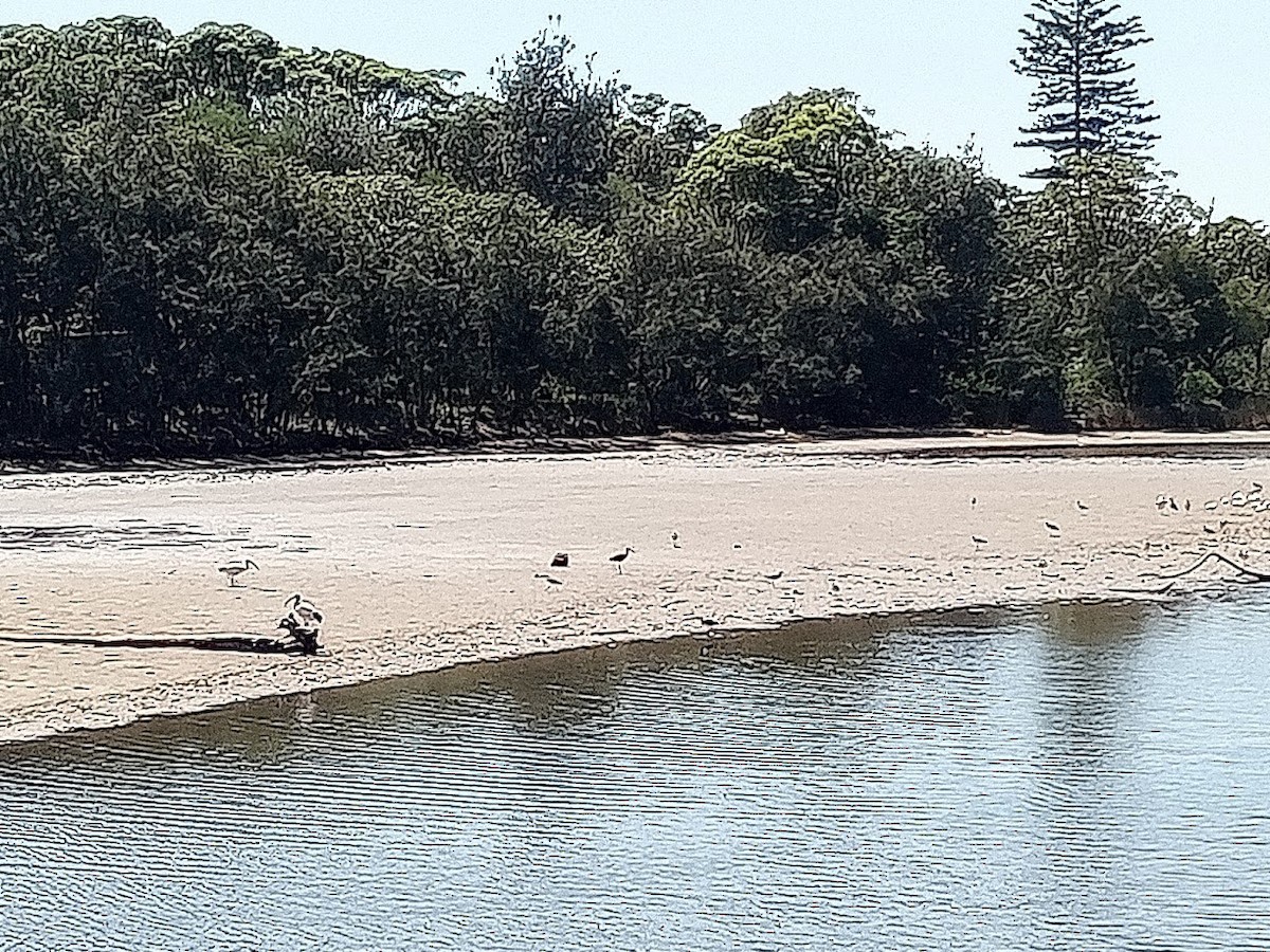 Mignattaio - ML645977088