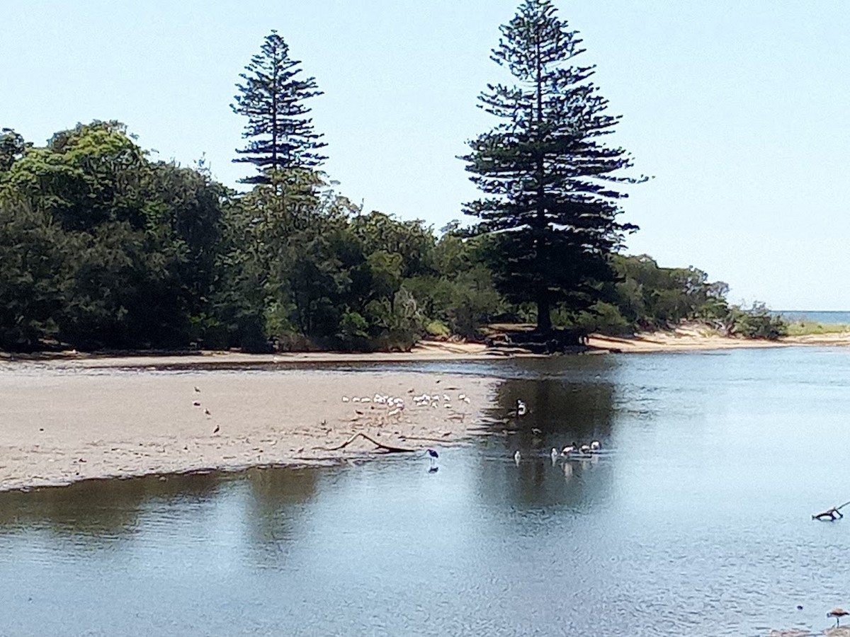 Mignattaio - ML645977089