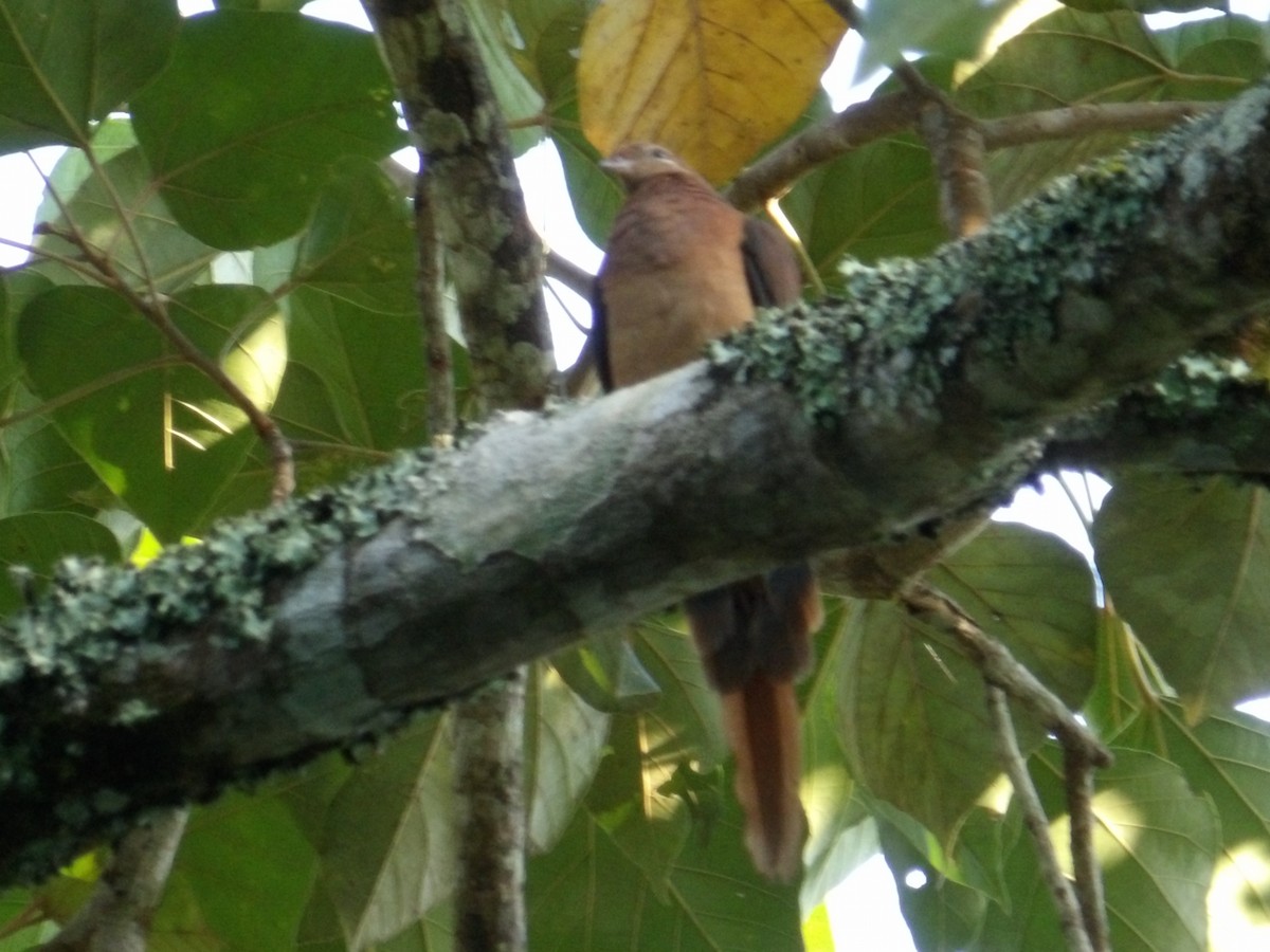 kanelgjøkdue - ML645977092