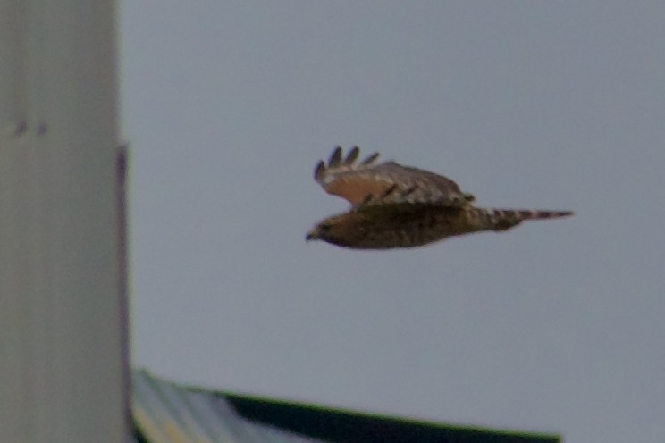 Red-shouldered Hawk - ML645977096