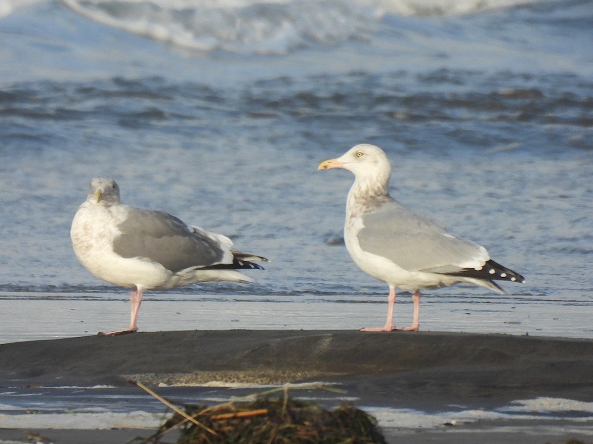 American Herring Gull - ML645977102