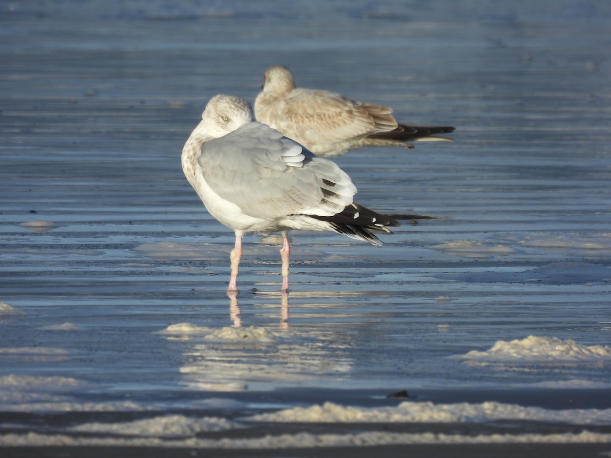 American Herring Gull - ML645977103