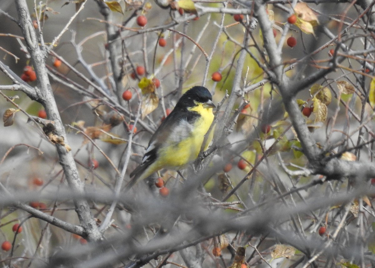 Lesser Goldfinch - ML645977105