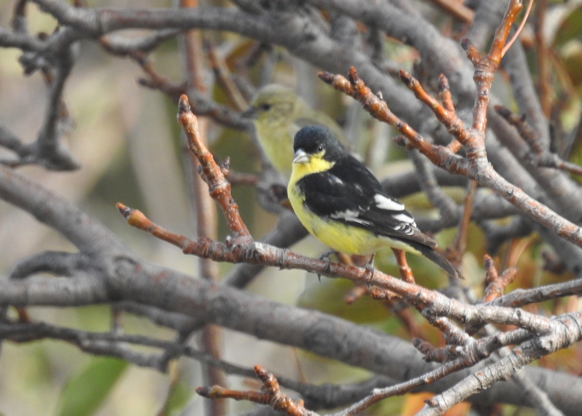 Lesser Goldfinch - ML645977106