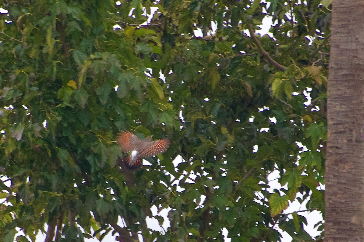 Northern Flicker - ML645977107